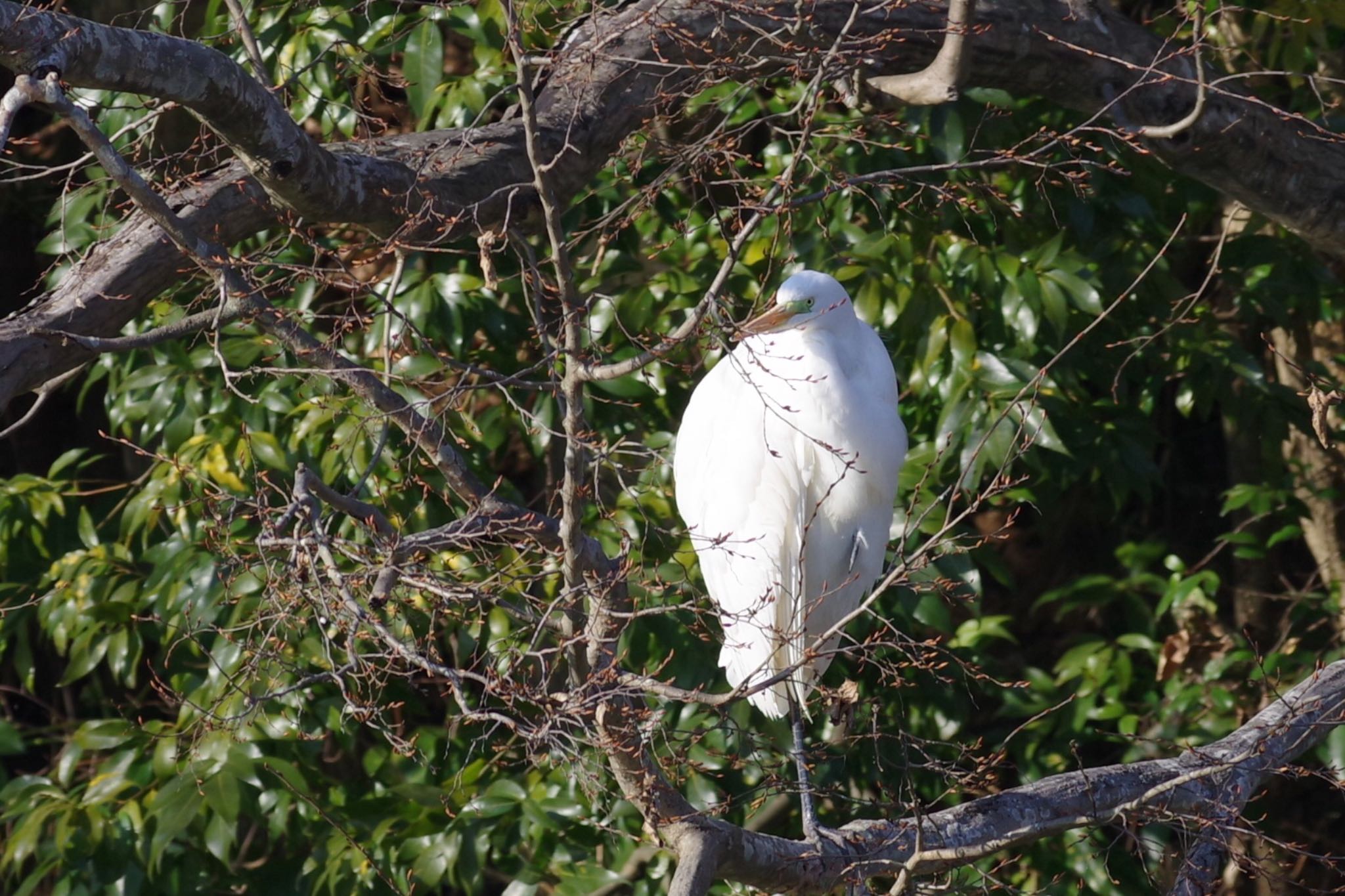 千城台野鳥観察園 ダイサギの写真 by TOMOTOMO