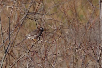 White-cheeked Starling 千城台野鳥観察園 Tue, 1/19/2021