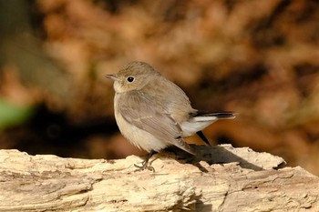 Red-breasted Flycatcher 東京都 Sun, 1/3/2021