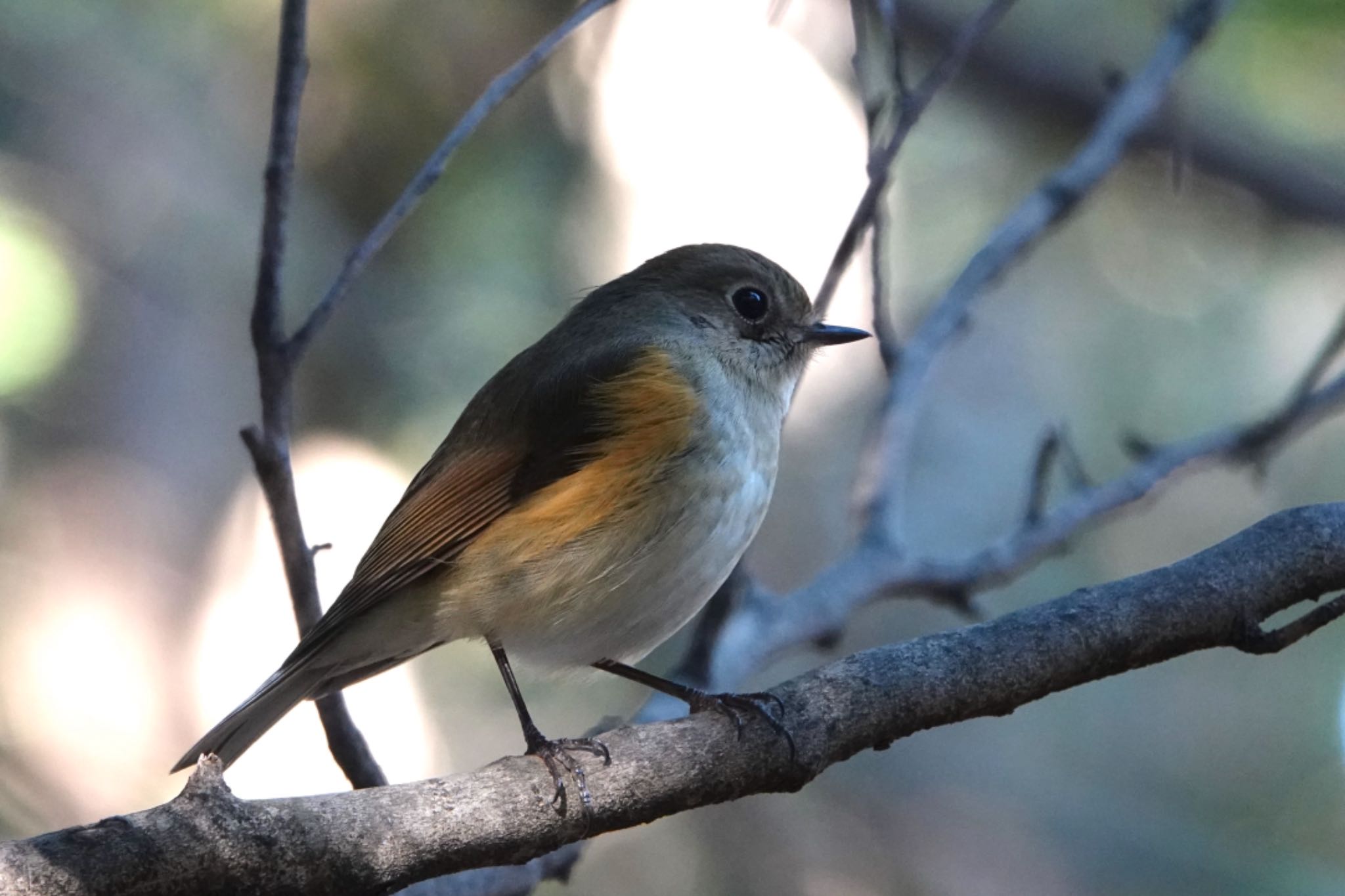 Photo of Red-flanked Bluetail at 東京都 by ひじり