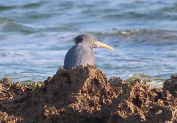2021年1月31日(日) 石垣島の野鳥観察記録