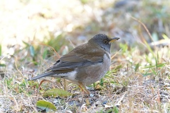 Pale Thrush Mie-ken Ueno Forest Park Sun, 1/31/2021