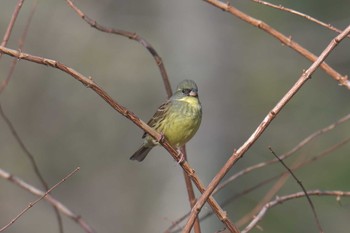 Masked Bunting Mie-ken Ueno Forest Park Sun, 1/31/2021