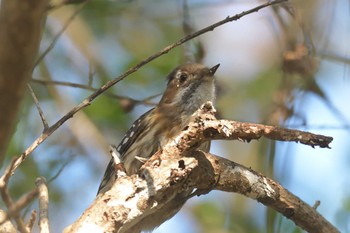 Japanese Pygmy Woodpecker Mie-ken Ueno Forest Park Sun, 1/31/2021