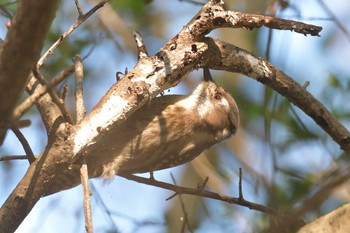 Japanese Pygmy Woodpecker Mie-ken Ueno Forest Park Sun, 1/31/2021