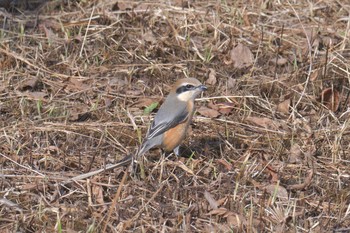 Bull-headed Shrike Mie-ken Ueno Forest Park Sun, 1/31/2021