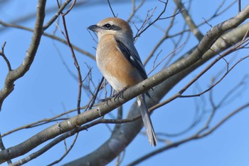 Bull-headed Shrike Mie-ken Ueno Forest Park Sun, 1/31/2021