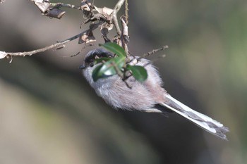 Long-tailed Tit Mie-ken Ueno Forest Park Sun, 1/31/2021