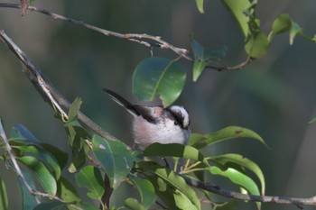 Long-tailed Tit Mie-ken Ueno Forest Park Sun, 1/31/2021