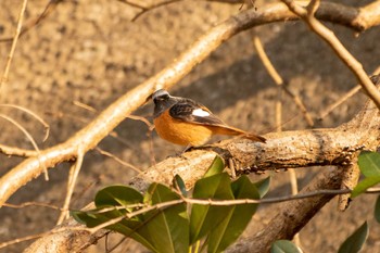 2021年1月30日(土) 佐久間ダム湖親水公園の野鳥観察記録