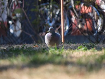 カワラバト 文庫の森 2021年1月31日(日)