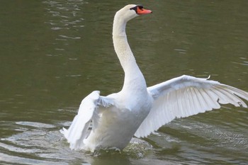 Mute Swan オカ烏城公園 Sun, 1/31/2021