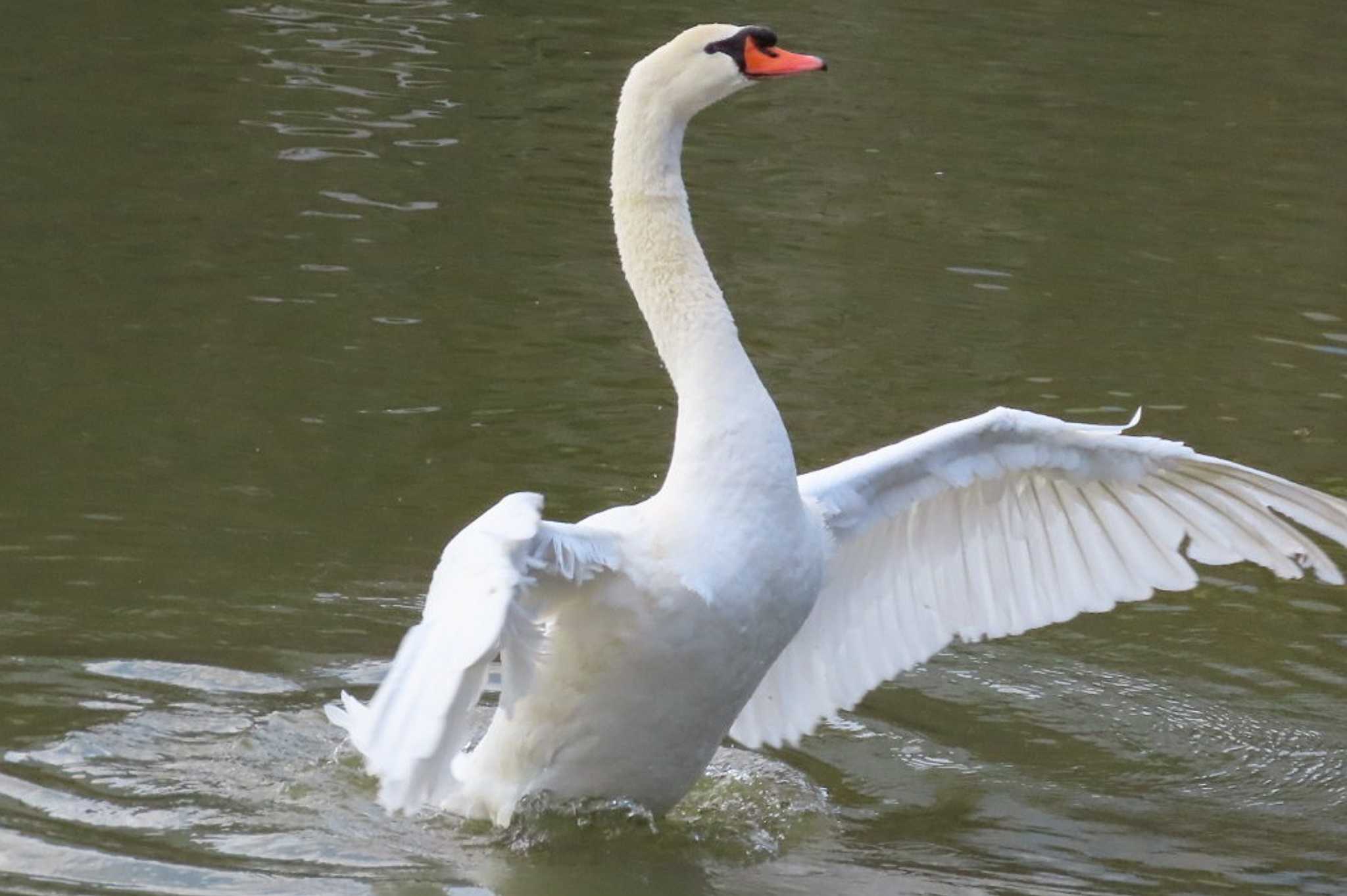 Photo of Mute Swan at オカ烏城公園 by タケ