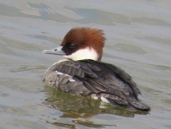 Smew 岡山阿部池 Sun, 1/31/2021