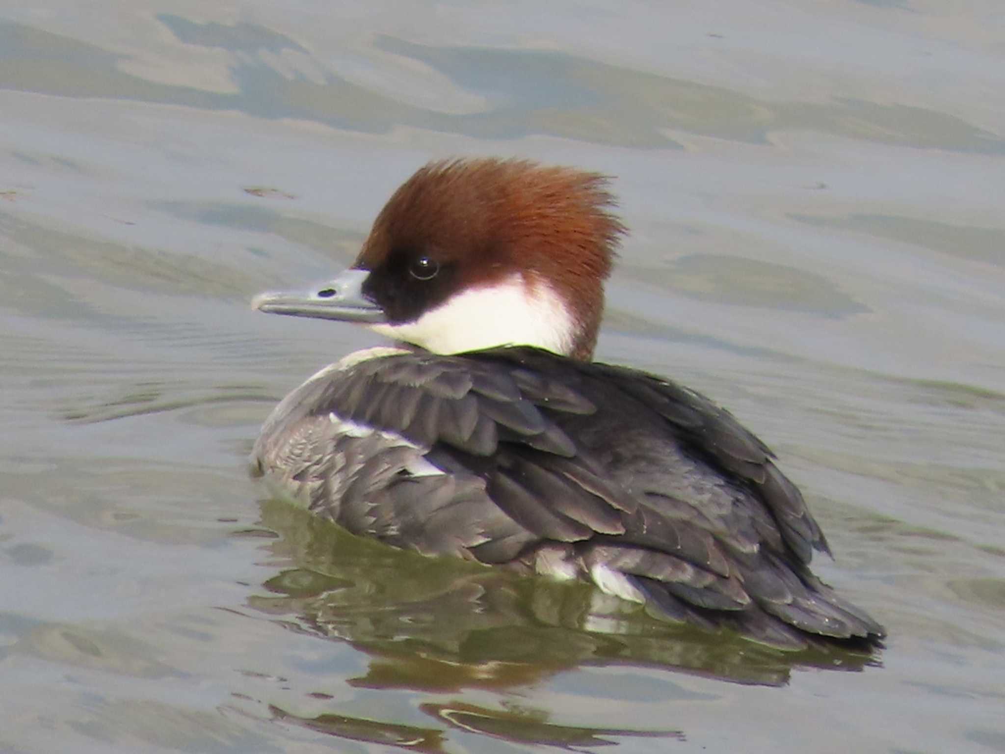 Photo of Smew at 岡山阿部池 by タケ