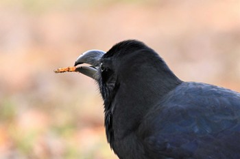 Large-billed Crow Kyoto Gyoen Sun, 1/31/2021