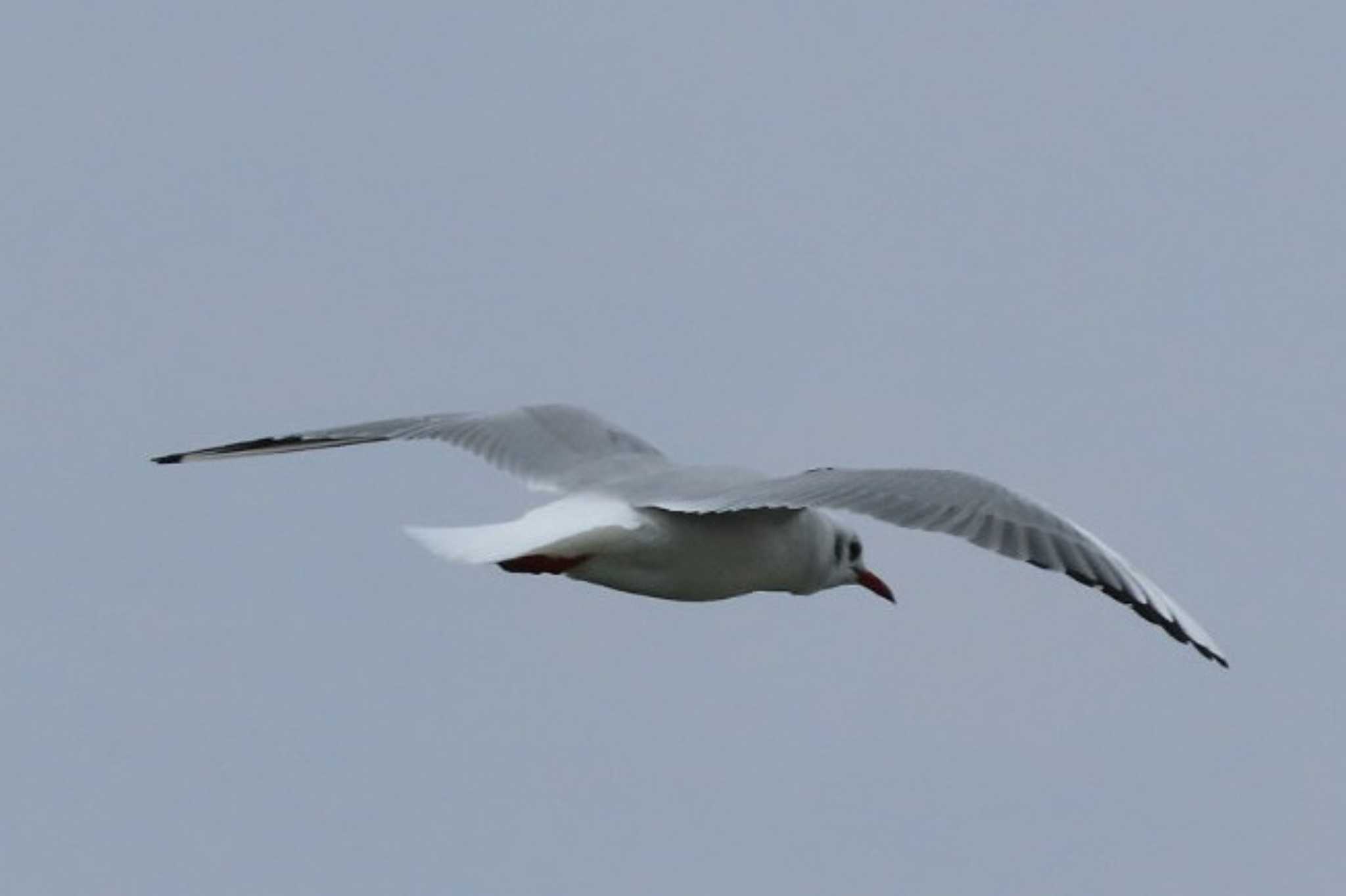 Photo of Black-headed Gull at 岡山高島 by タケ