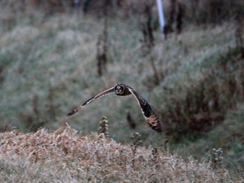 2016年12月4日(日) 鵡川河口の野鳥観察記録