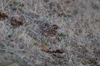 カシラダカ 守谷野鳥のみち 2021年1月31日(日)