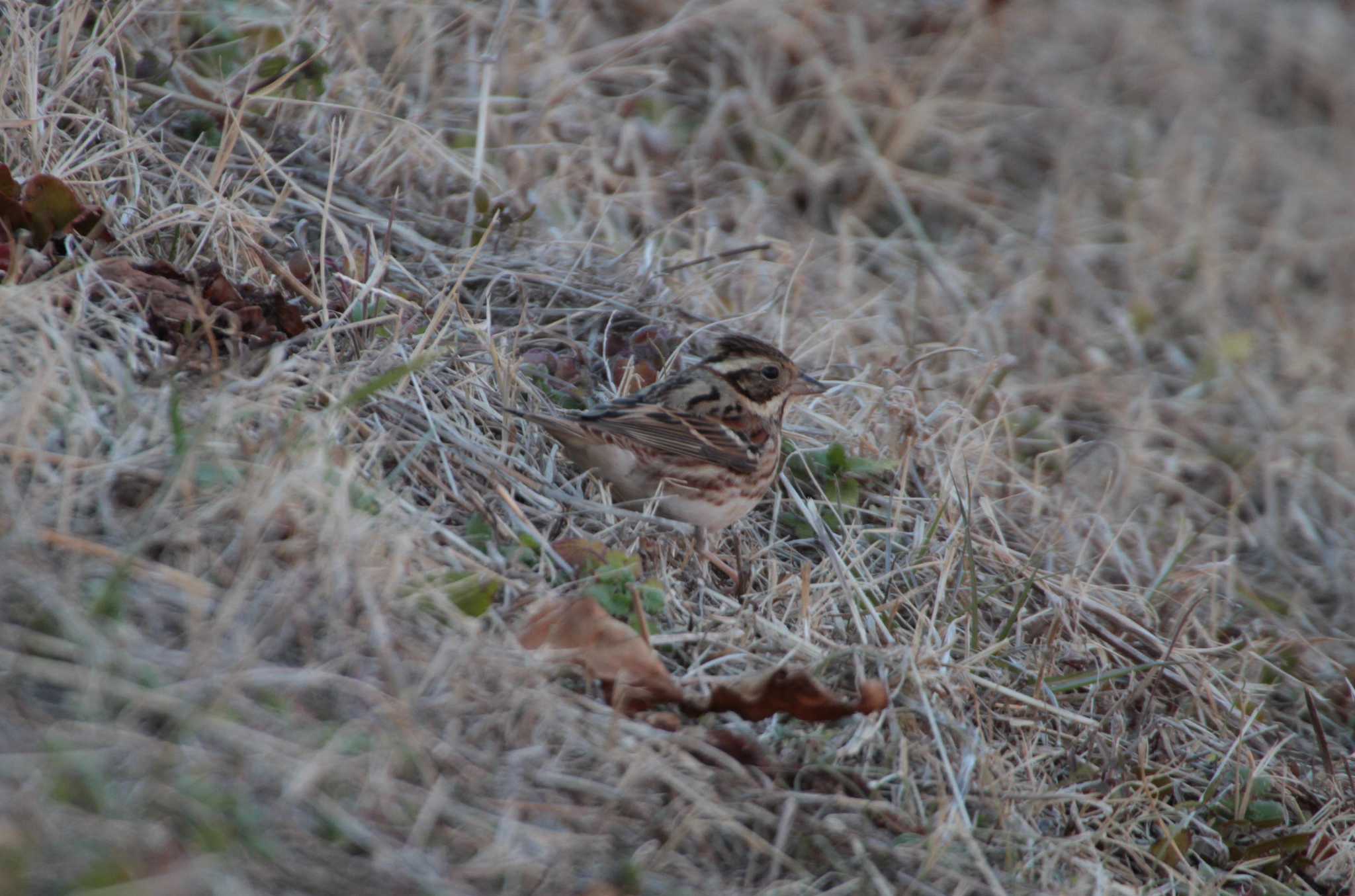 守谷野鳥のみち カシラダカの写真 by Simo