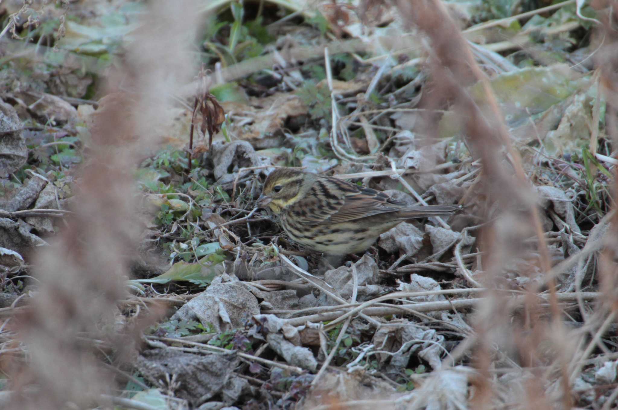 Photo of Masked Bunting at 守谷野鳥のみち by Simo