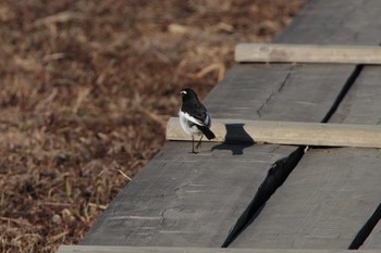 セグロセキレイ 守谷野鳥のみち 2021年1月31日(日)