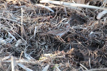 Sun, 1/31/2021 Birding report at 守谷野鳥のみち