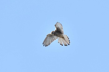 2021年1月31日(日) 世界の梅公園の野鳥観察記録