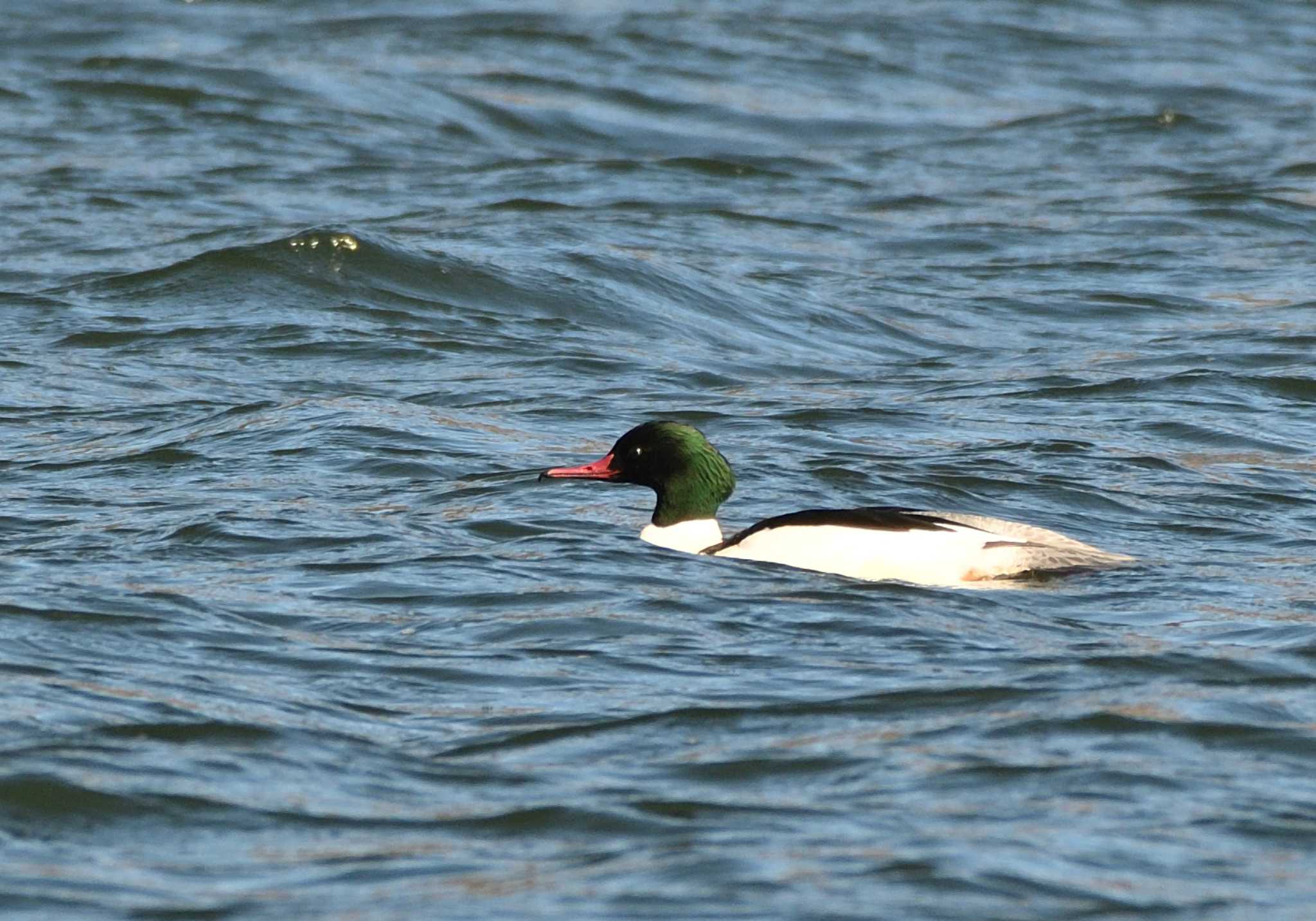 Common Merganser