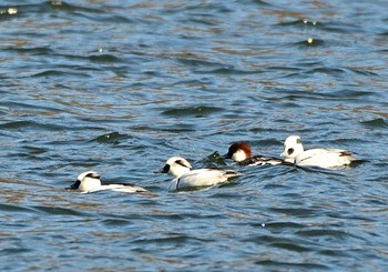 ミコアイサ 河口湖小海公園 2021年1月31日(日)