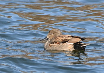 Gadwall 河口湖小海公園 Sun, 1/31/2021