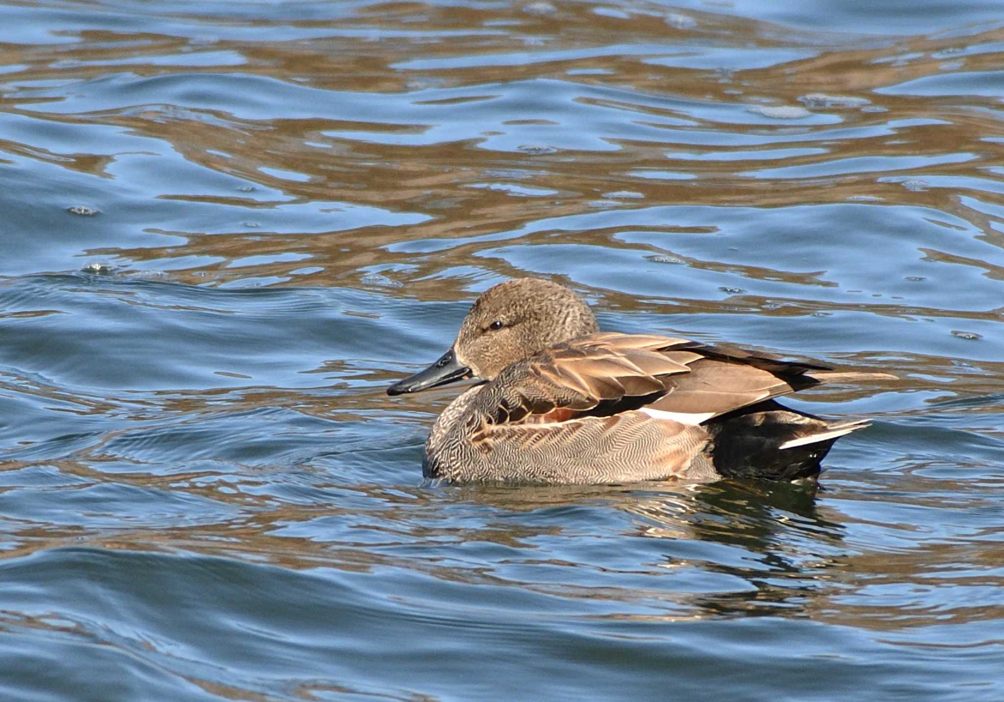 Photo of Gadwall at 河口湖小海公園 by 塩コンブ