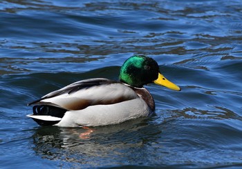 マガモ 河口湖小海公園 2021年1月31日(日)