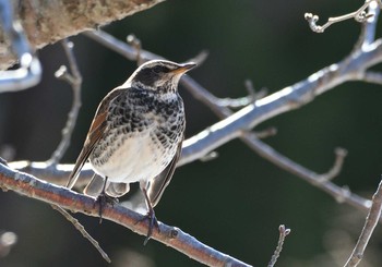 Dusky Thrush 河口湖小海公園 Sun, 1/31/2021