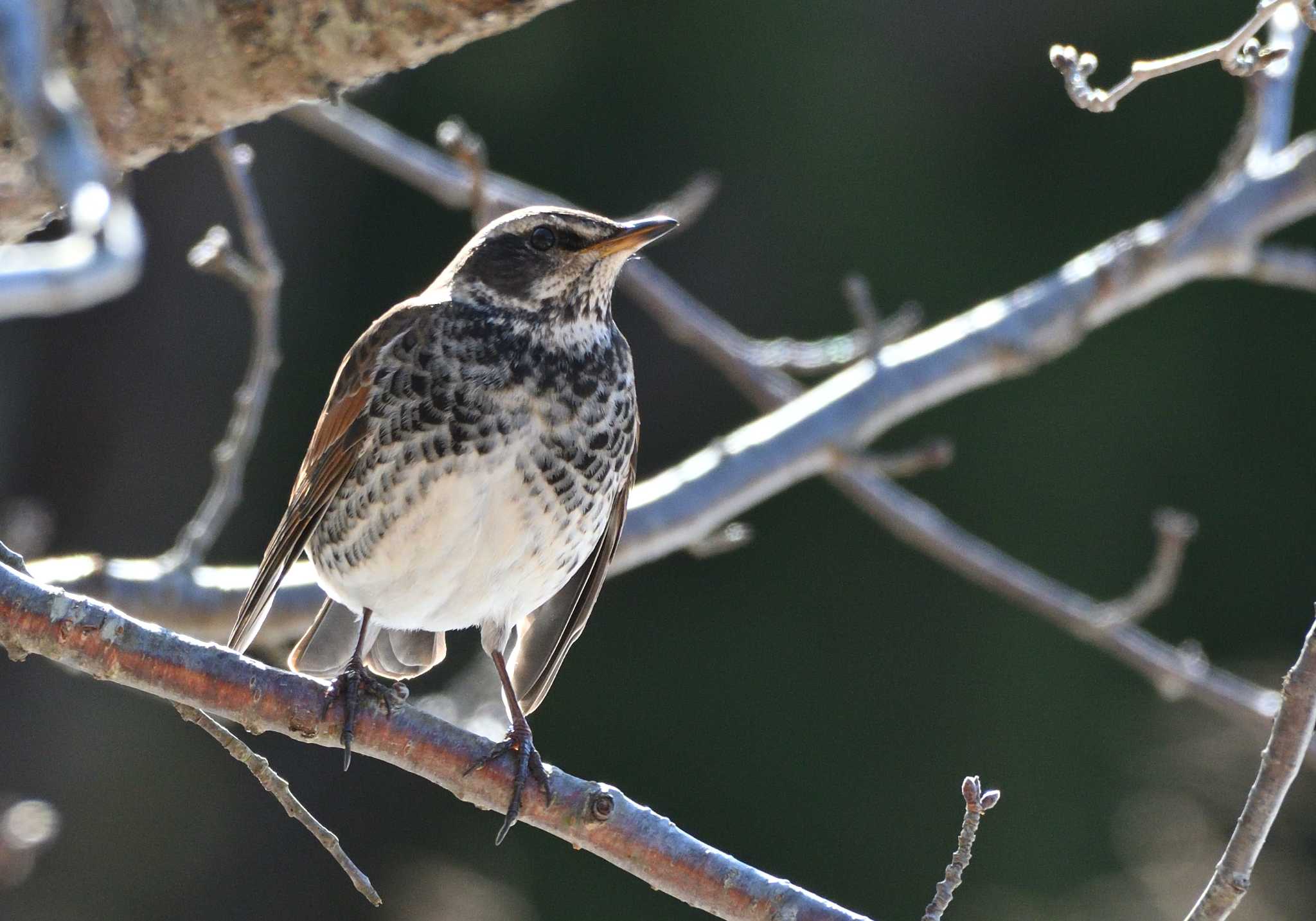 Dusky Thrush