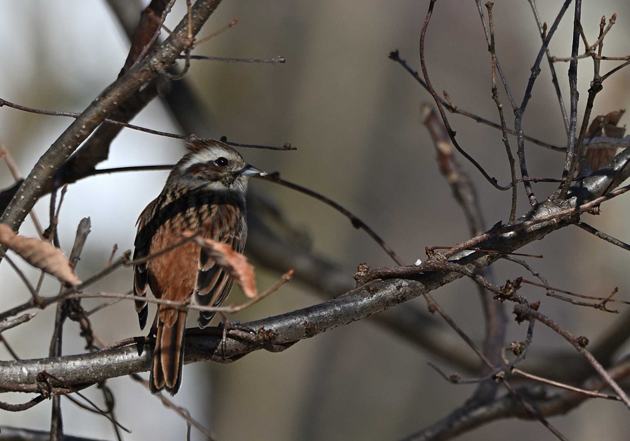 Rustic Bunting