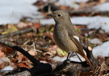 Daurian Redstart 河口湖小海公園 Sun, 1/31/2021