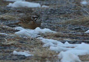 Meadow Bunting 河口湖小海公園 Sun, 1/31/2021