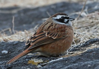 Sun, 1/31/2021 Birding report at 河口湖小海公園