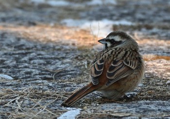 Meadow Bunting 河口湖小海公園 Sun, 1/31/2021