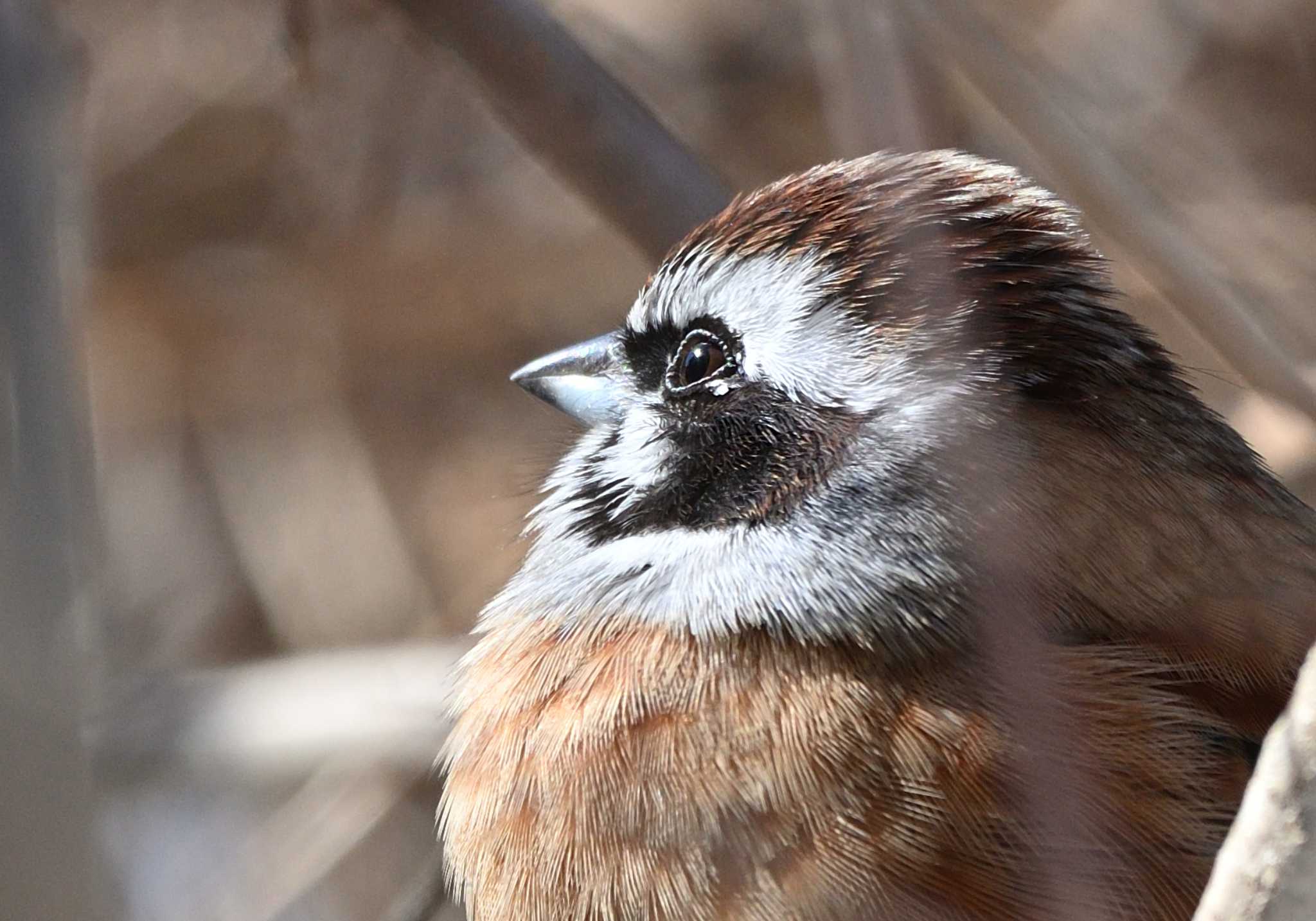 Meadow Bunting