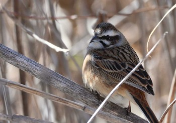 Meadow Bunting 河口湖小海公園 Sun, 1/31/2021