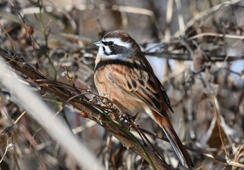 Meadow Bunting 河口湖小海公園 Sun, 1/31/2021