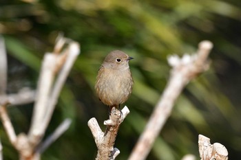 ジョウビタキ 世界の梅公園 2021年1月31日(日)