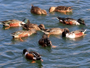 ハシビロガモ 大阪城公園 2016年12月5日(月)