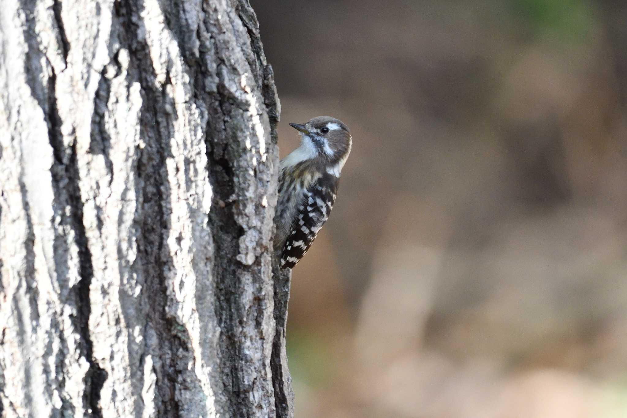 Photo of Japanese Pygmy Woodpecker at 世界の梅公園 by T2000