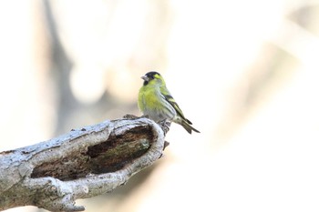 Eurasian Siskin 福島県 Sun, 1/31/2021