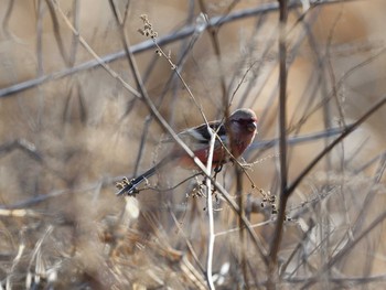 Siberian Long-tailed Rosefinch Unknown Spots Sun, 1/31/2021