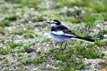 White Wagtail 伊豆諸島北部 Sun, 1/31/2021