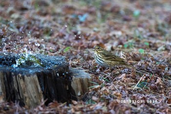 2016年12月17日(土) 八柱霊園の野鳥観察記録